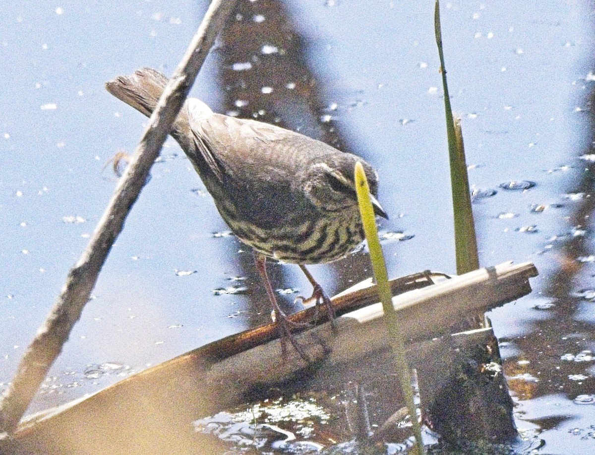 Northern Waterthrush - ML643790542