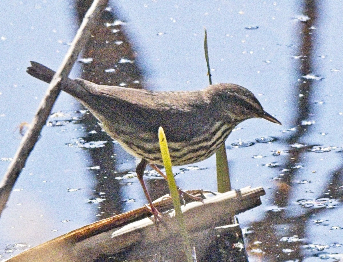 Northern Waterthrush - ML643790543