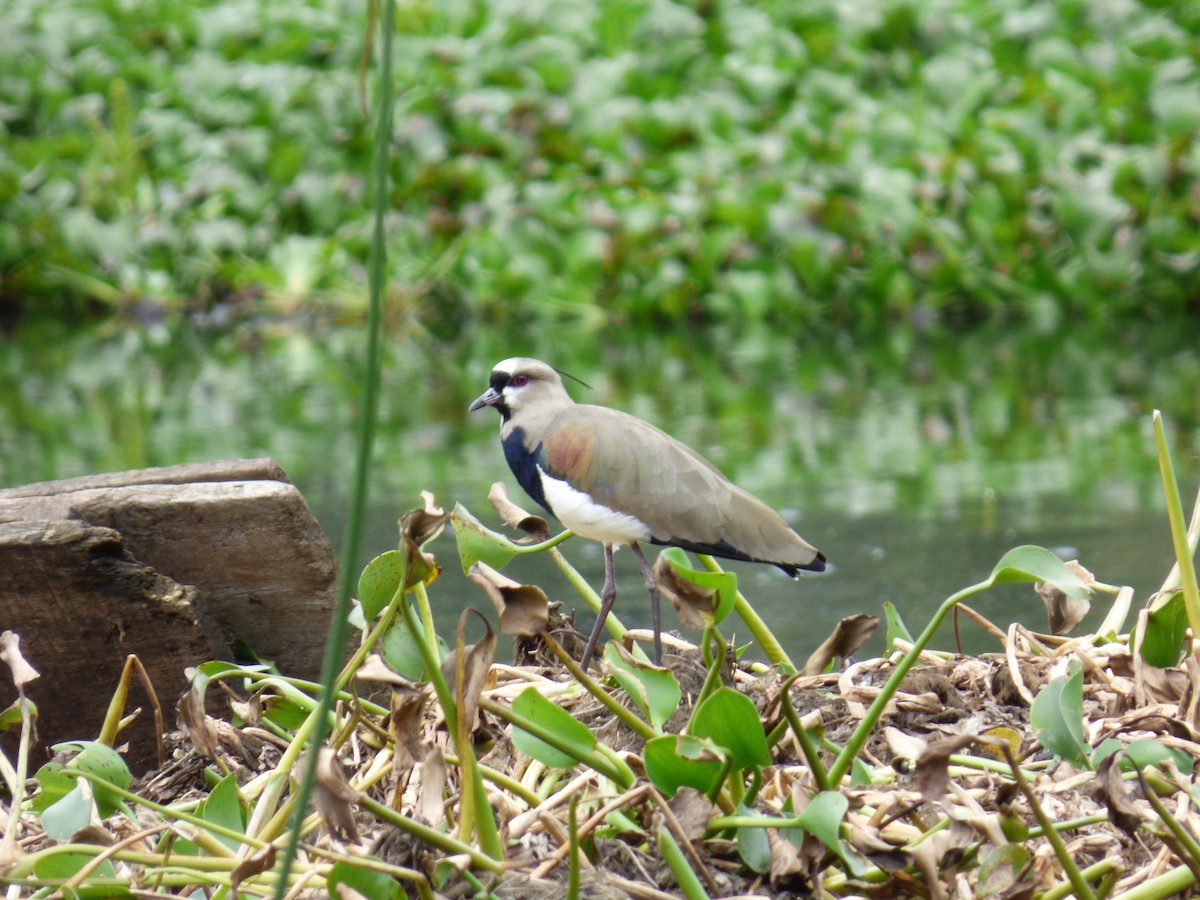 Southern Lapwing - ML643790544