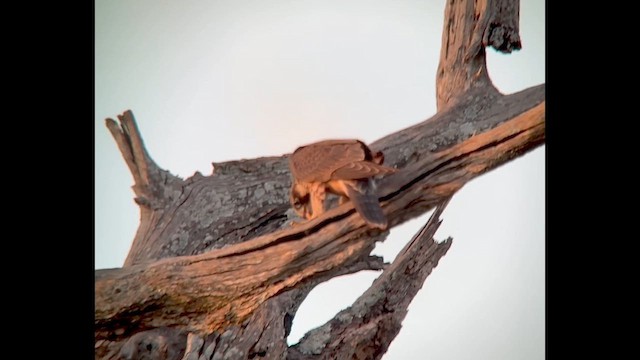 Wanderfalke - ML643790547