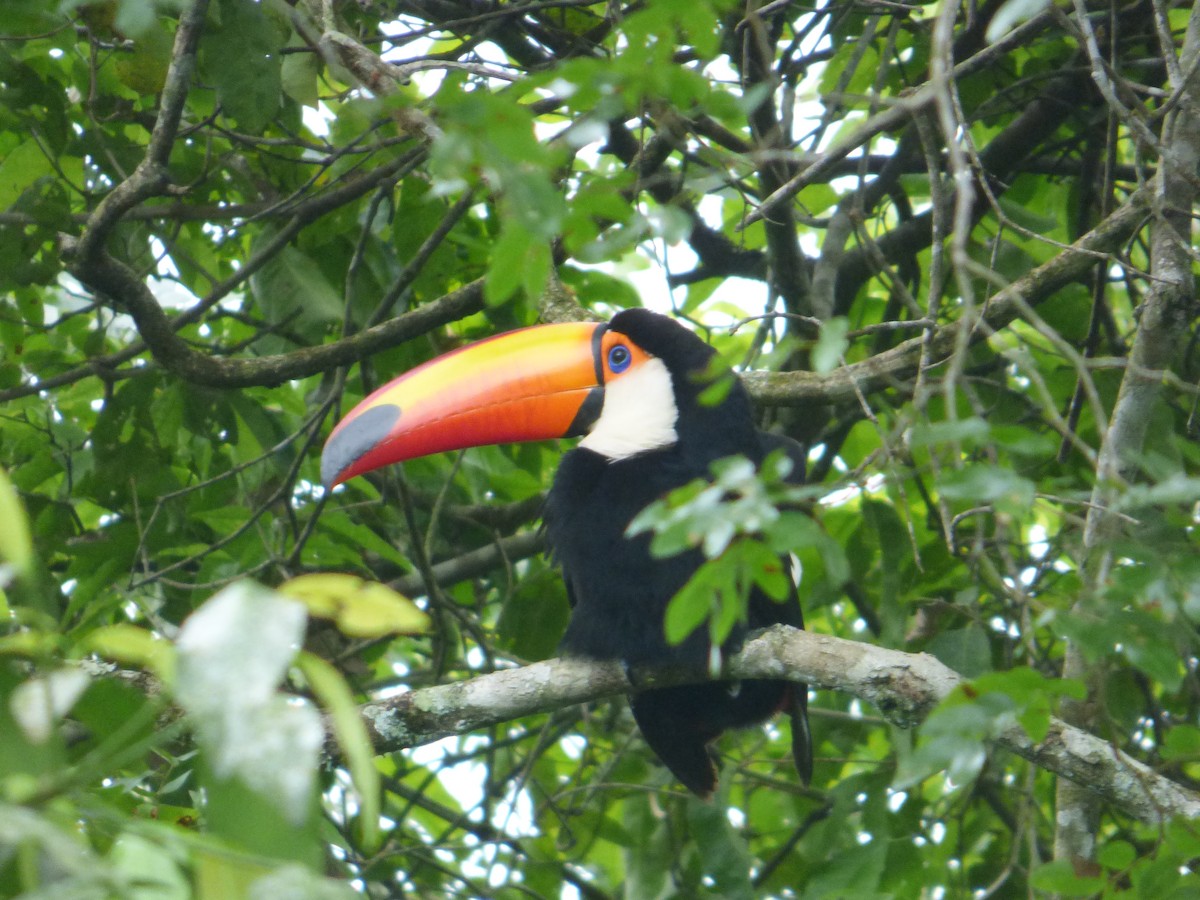 Toco Toucan - ML643790562