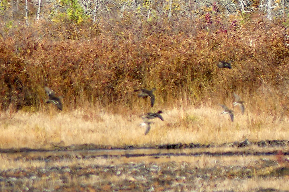 Correlimos Común - ML643790567