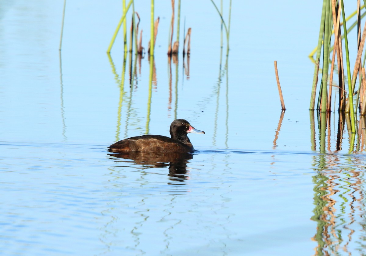 Черноголовая утка - ML643790568