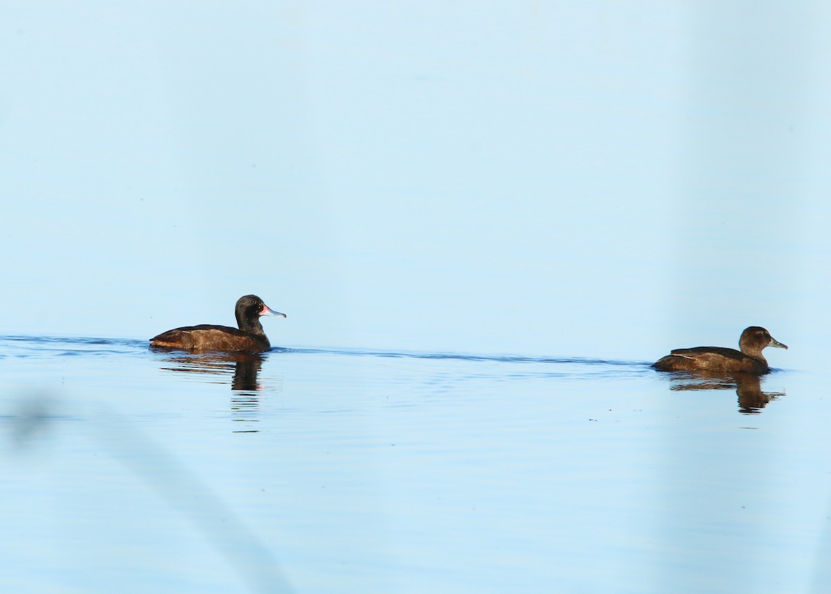 Черноголовая утка - ML643790569