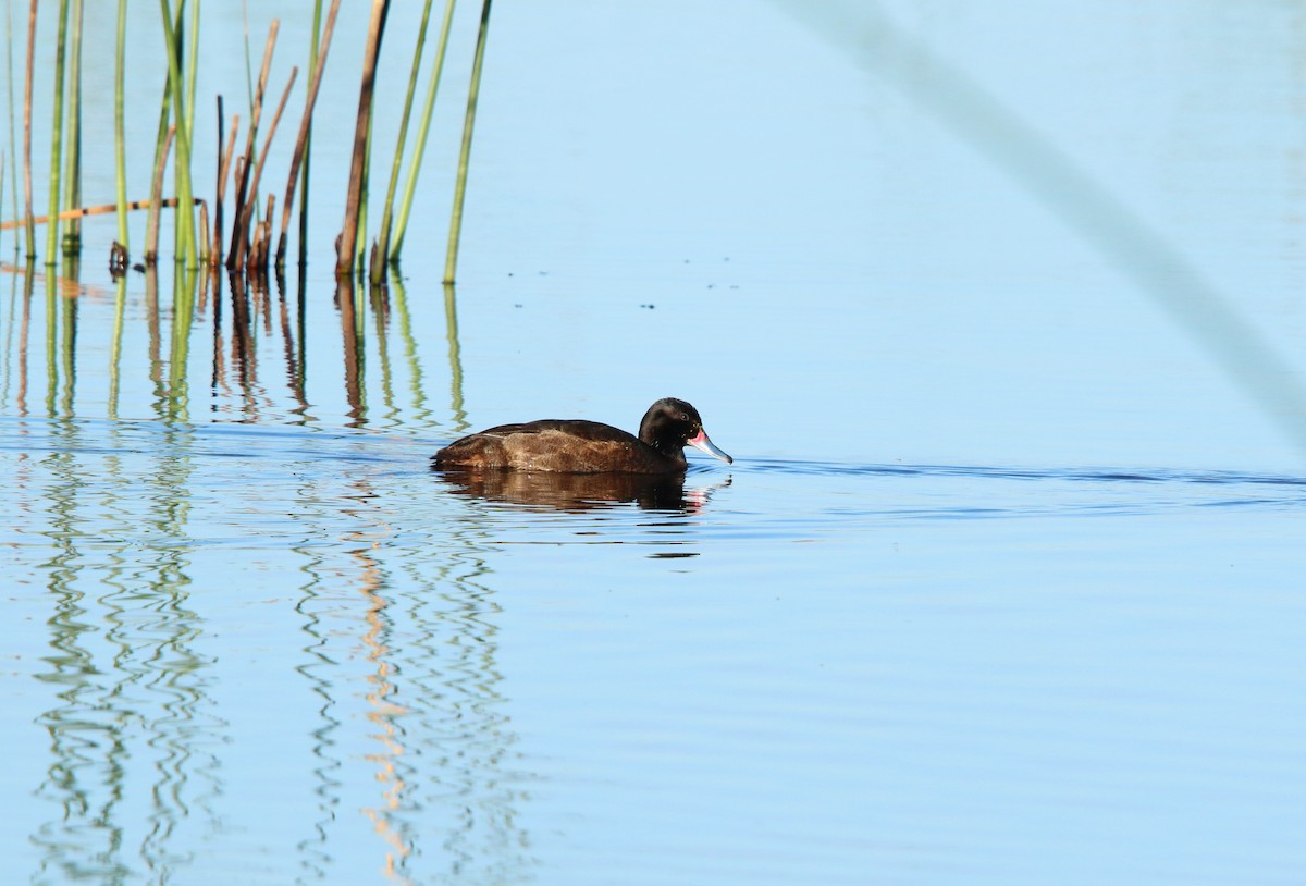 Черноголовая утка - ML643790570