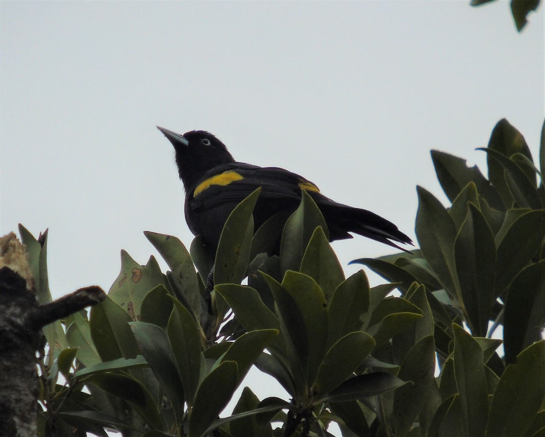 Golden-winged Cacique - ML643790574