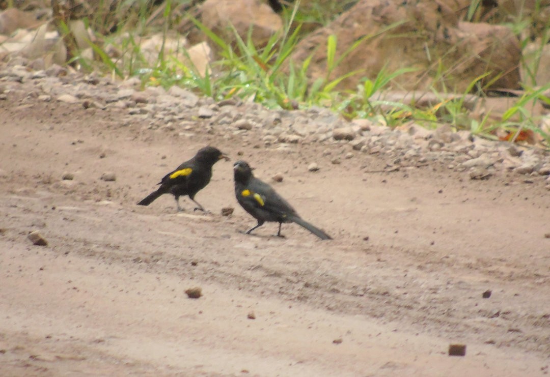 Golden-winged Cacique - ML643790575