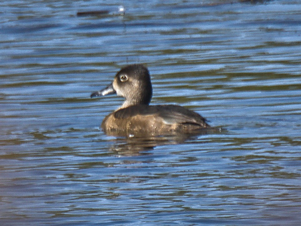 環頸潛鴨 - ML643790580