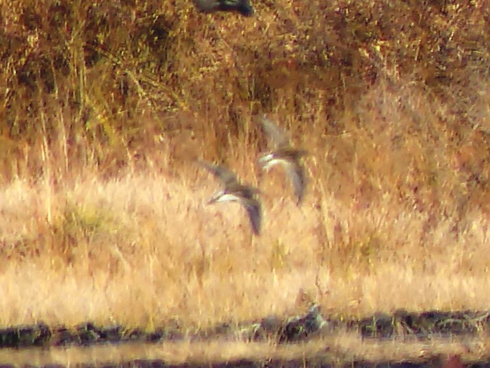 Correlimos Común - ML643790581