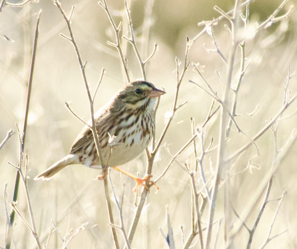 Savannah Sparrow - ML643790583