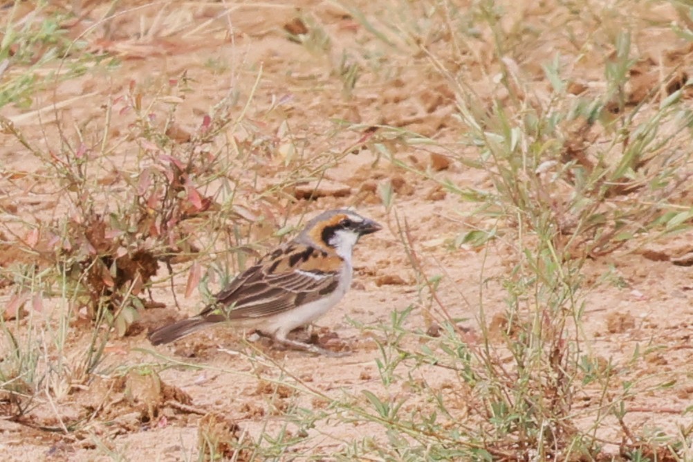 Shelley's Rufous Sparrow - ML643790584