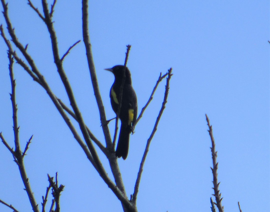 Golden-winged Cacique - ML643790601