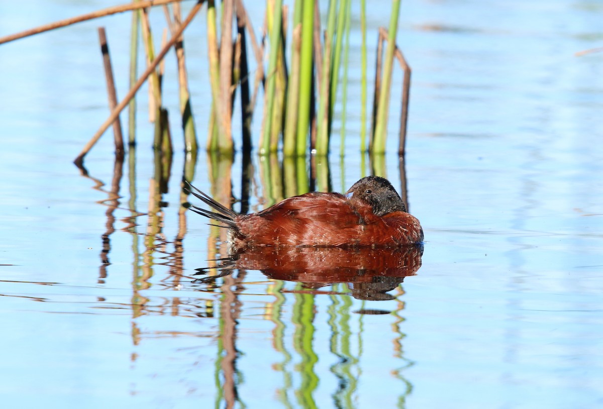 Lake Duck - ML643790602