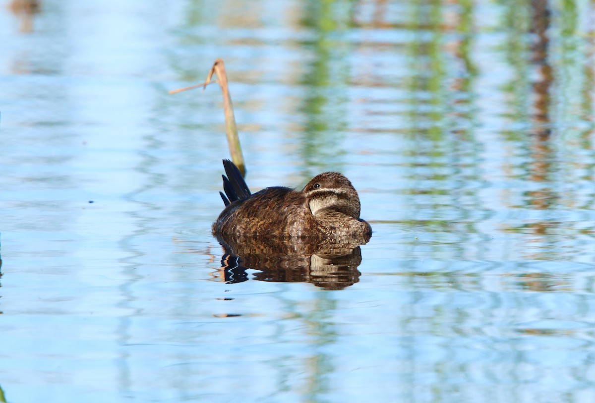 Lake Duck - ML643790603