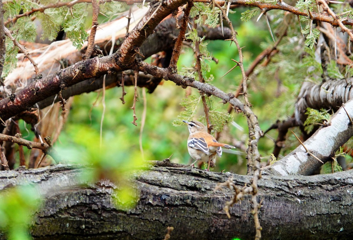 White-browed Scrub-Robin - ML643790605