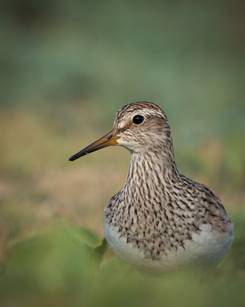 Pectoral Sandpiper - ML643790608