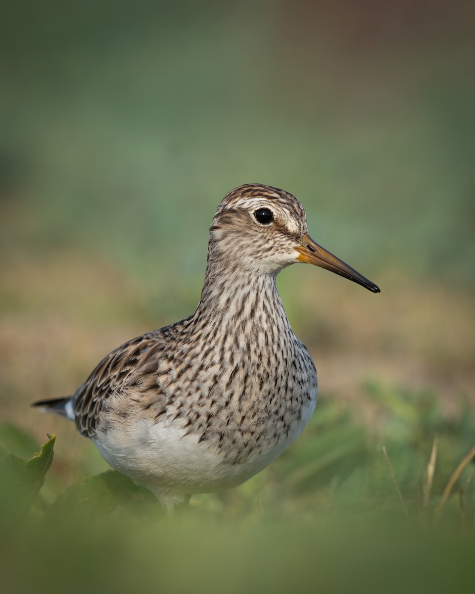 Pectoral Sandpiper - ML643790609