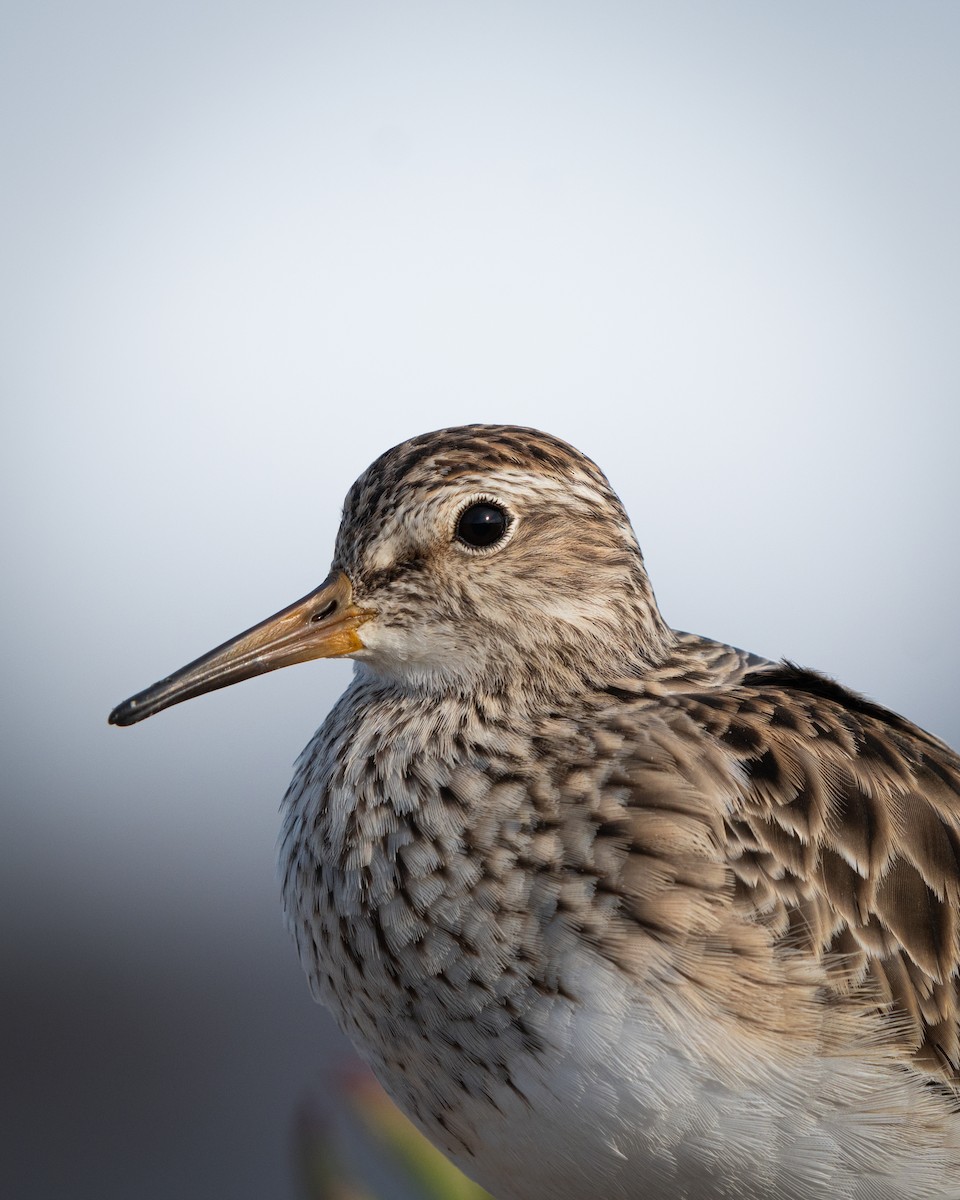 Pectoral Sandpiper - ML643790610