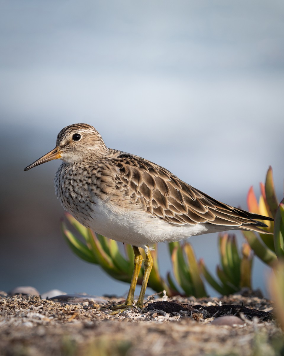 Pectoral Sandpiper - ML643790611