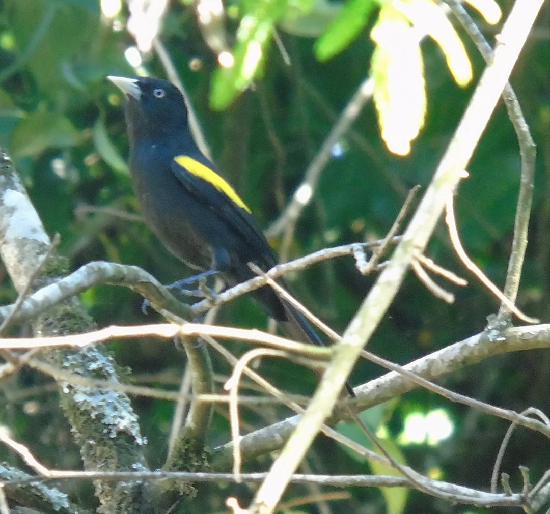 Golden-winged Cacique - ML643790630