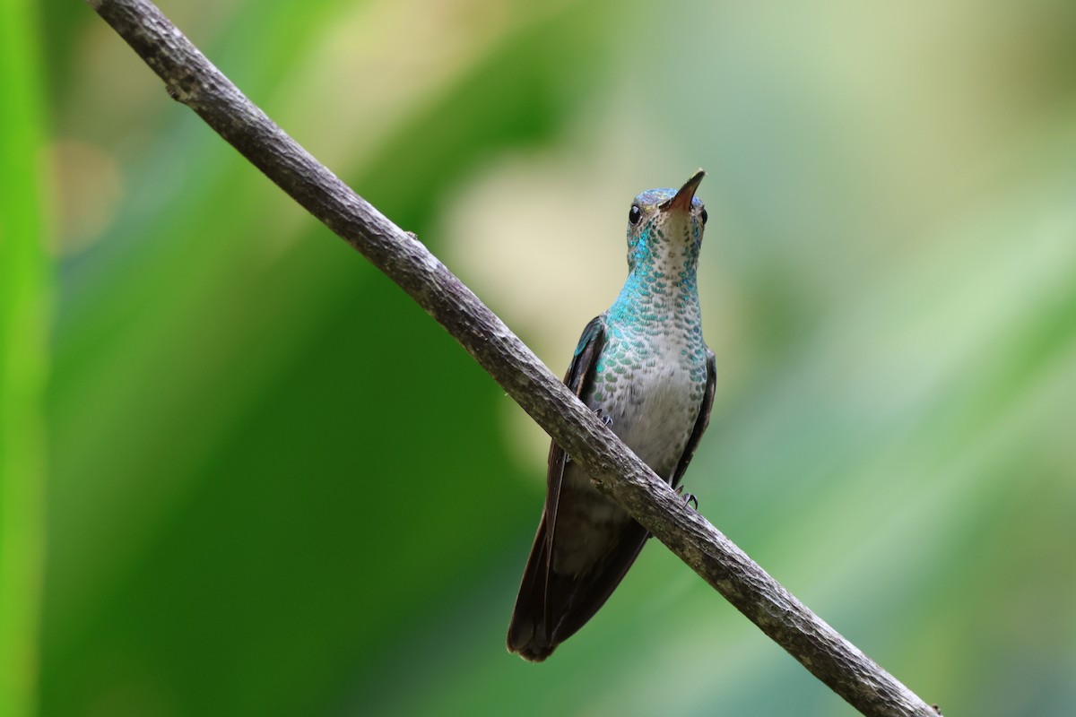 Colibri grivelé - ML643790649