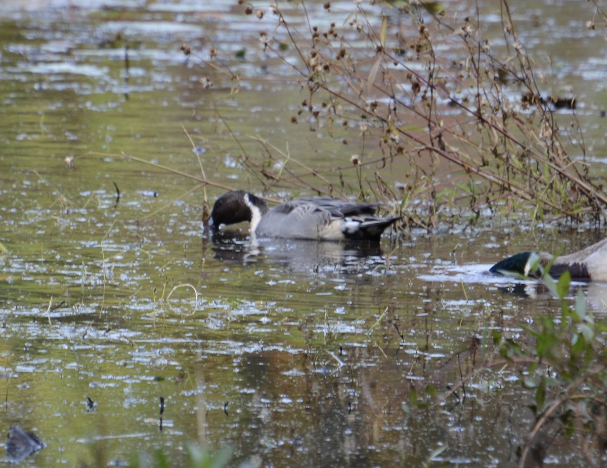 Northern Pintail - ML643790656