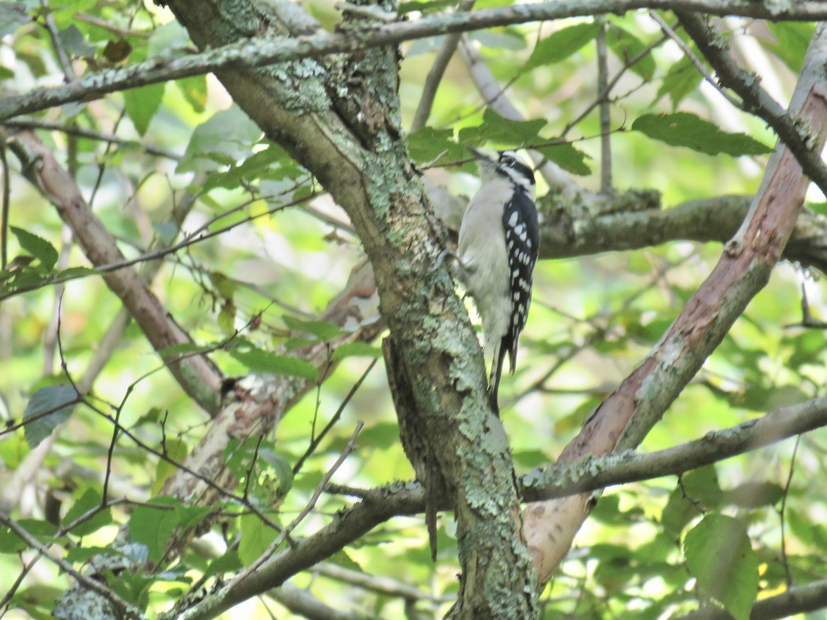 Downy Woodpecker - ML643790658