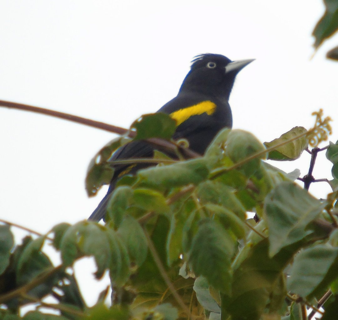 Golden-winged Cacique - ML643790659