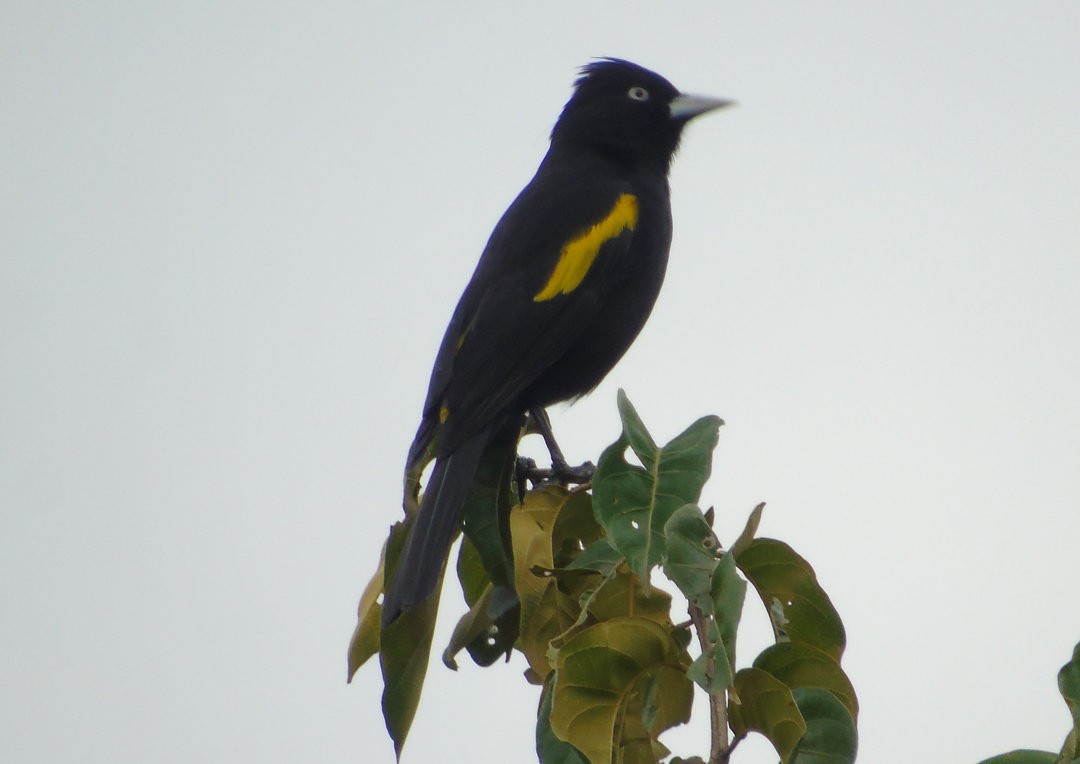 Golden-winged Cacique - ML643790660