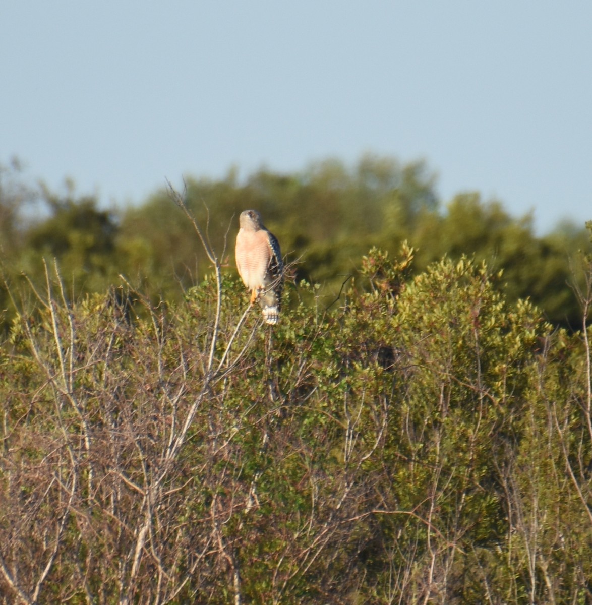 Red-shouldered Hawk - ML643790661