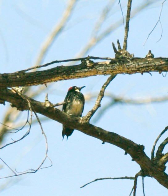 Acorn Woodpecker - ML643790662