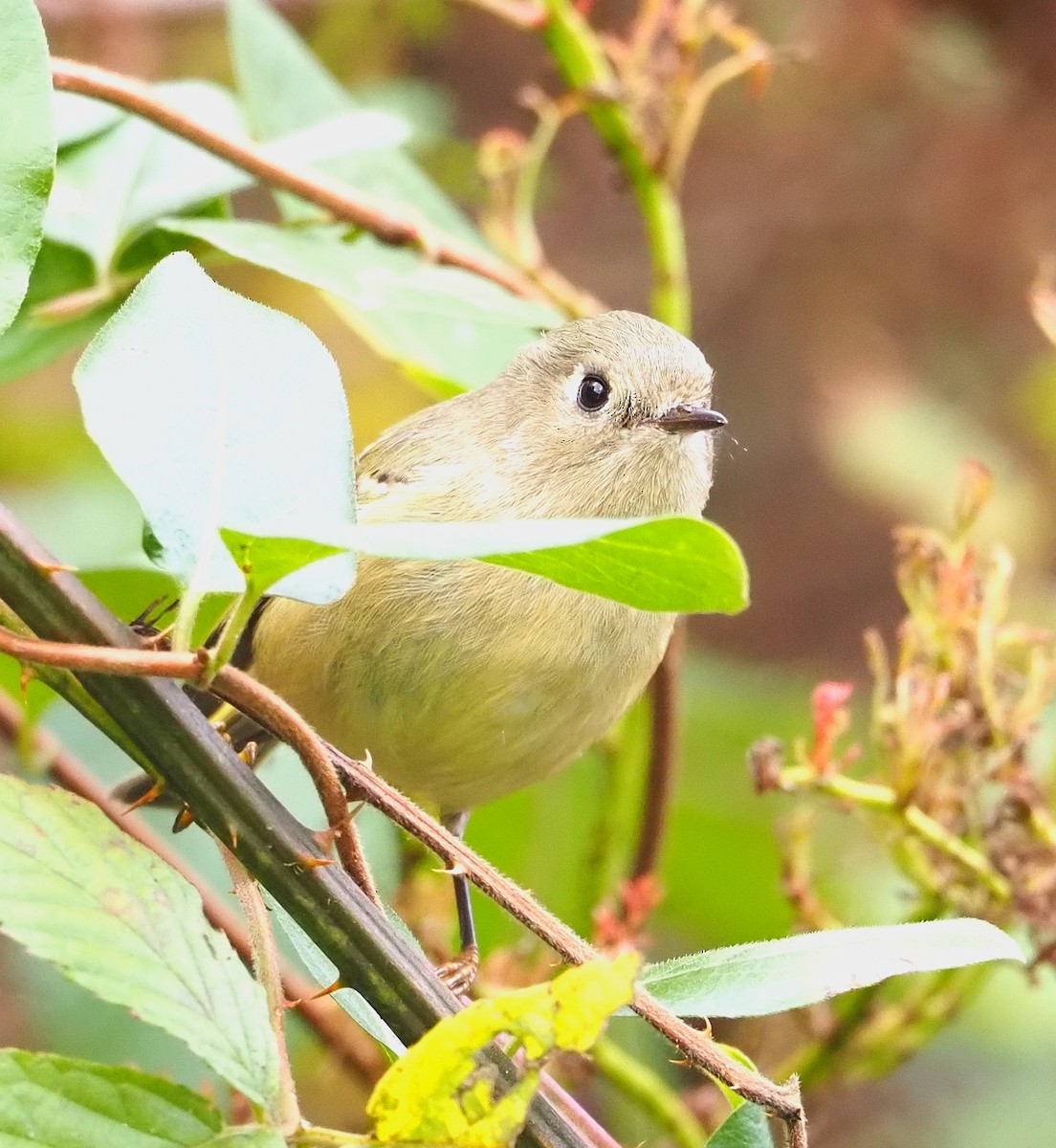 Ruby-crowned Kinglet - ML643790664