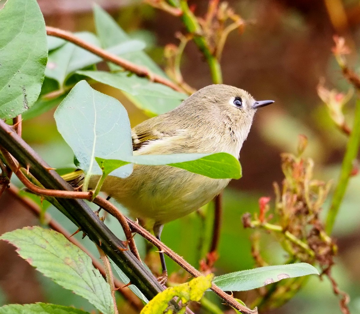 Ruby-crowned Kinglet - ML643790665