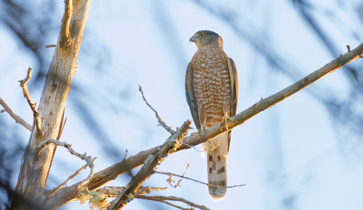 Cooper's Hawk - ML643790666