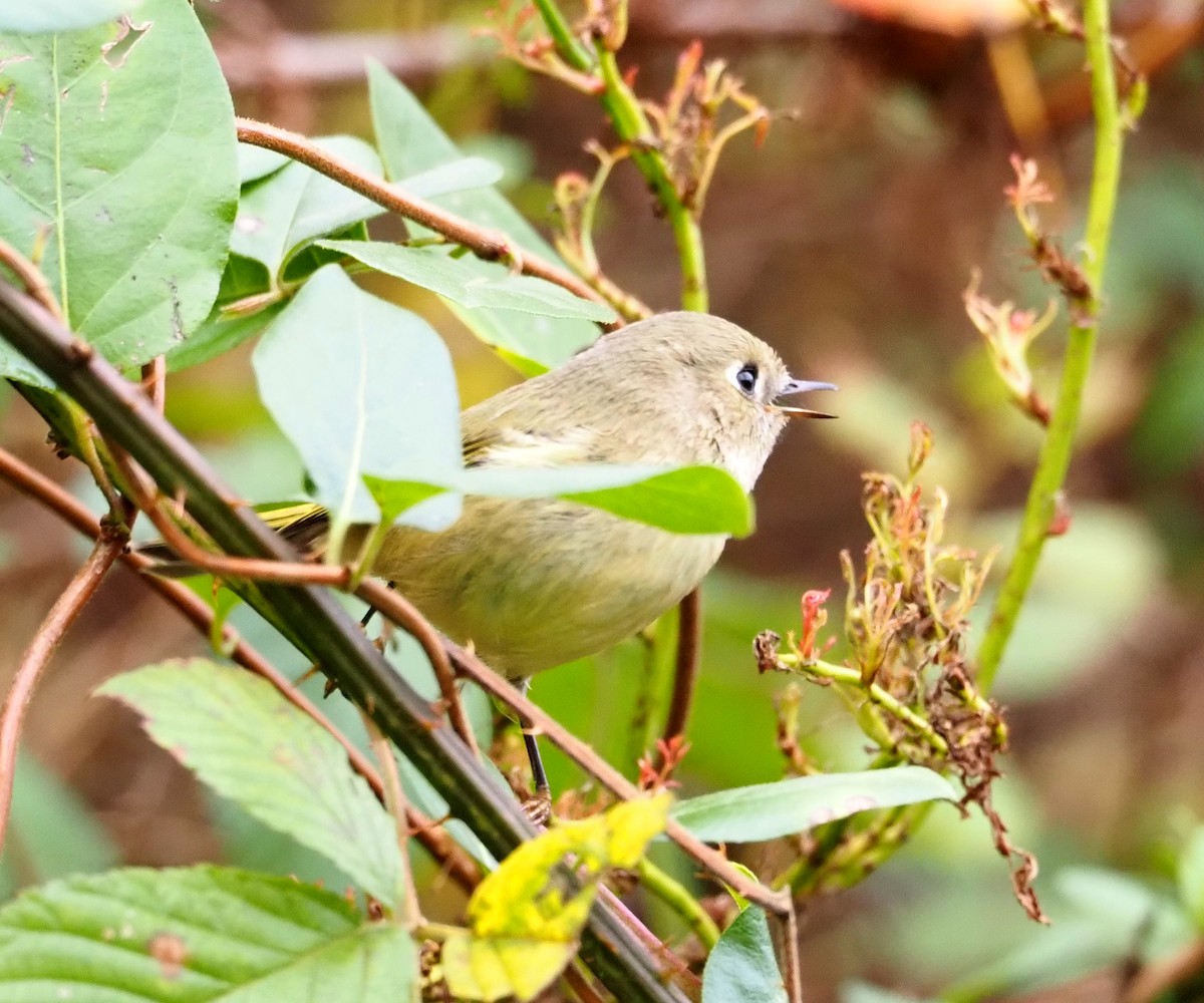 Ruby-crowned Kinglet - ML643790667