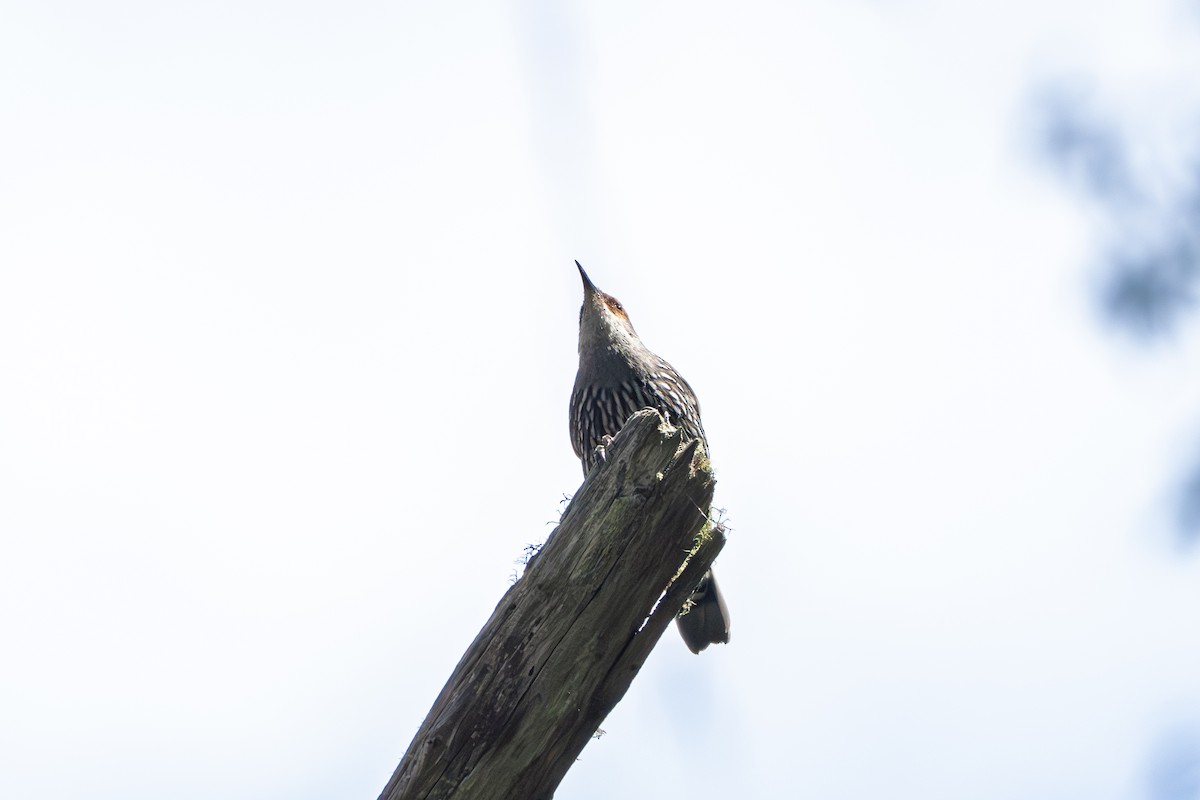Red-browed Treecreeper - ML643790668
