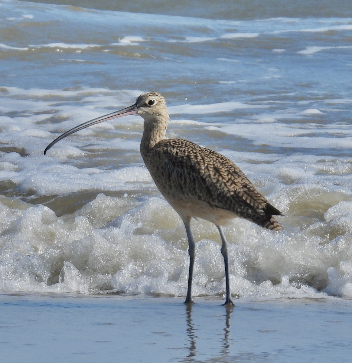 Long-billed Curlew - ML643790669