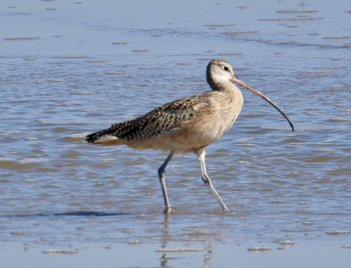 Long-billed Curlew - ML643790670