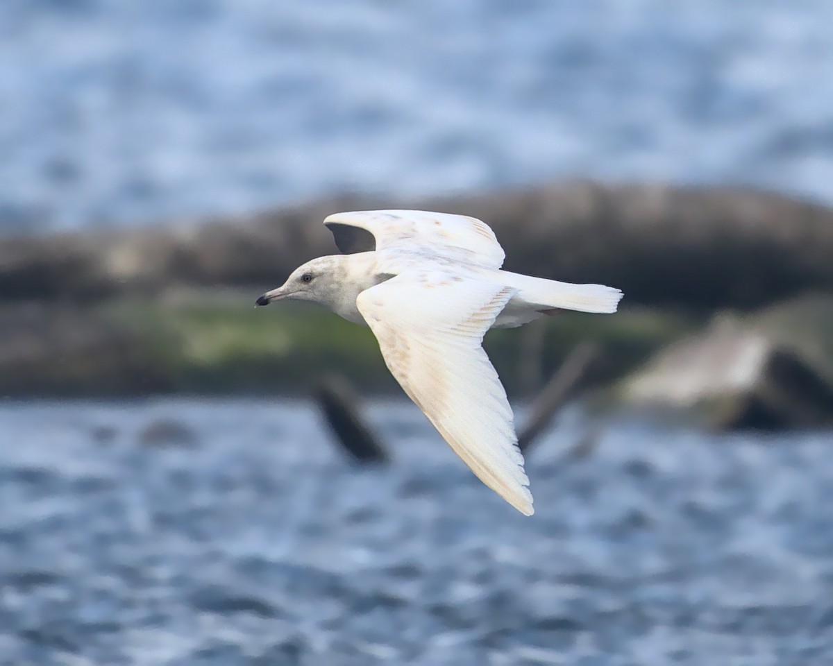 gull sp. - ML643790671