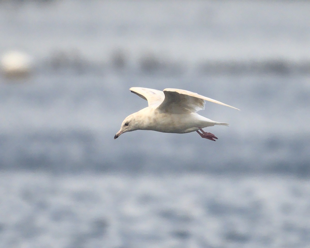 gull sp. - ML643790672