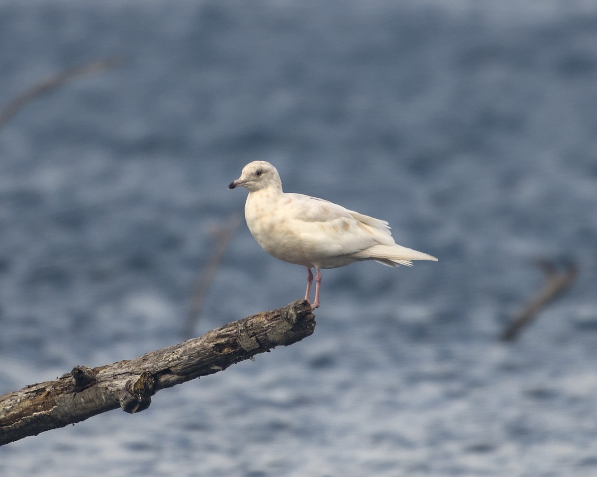 gull sp. - ML643790673