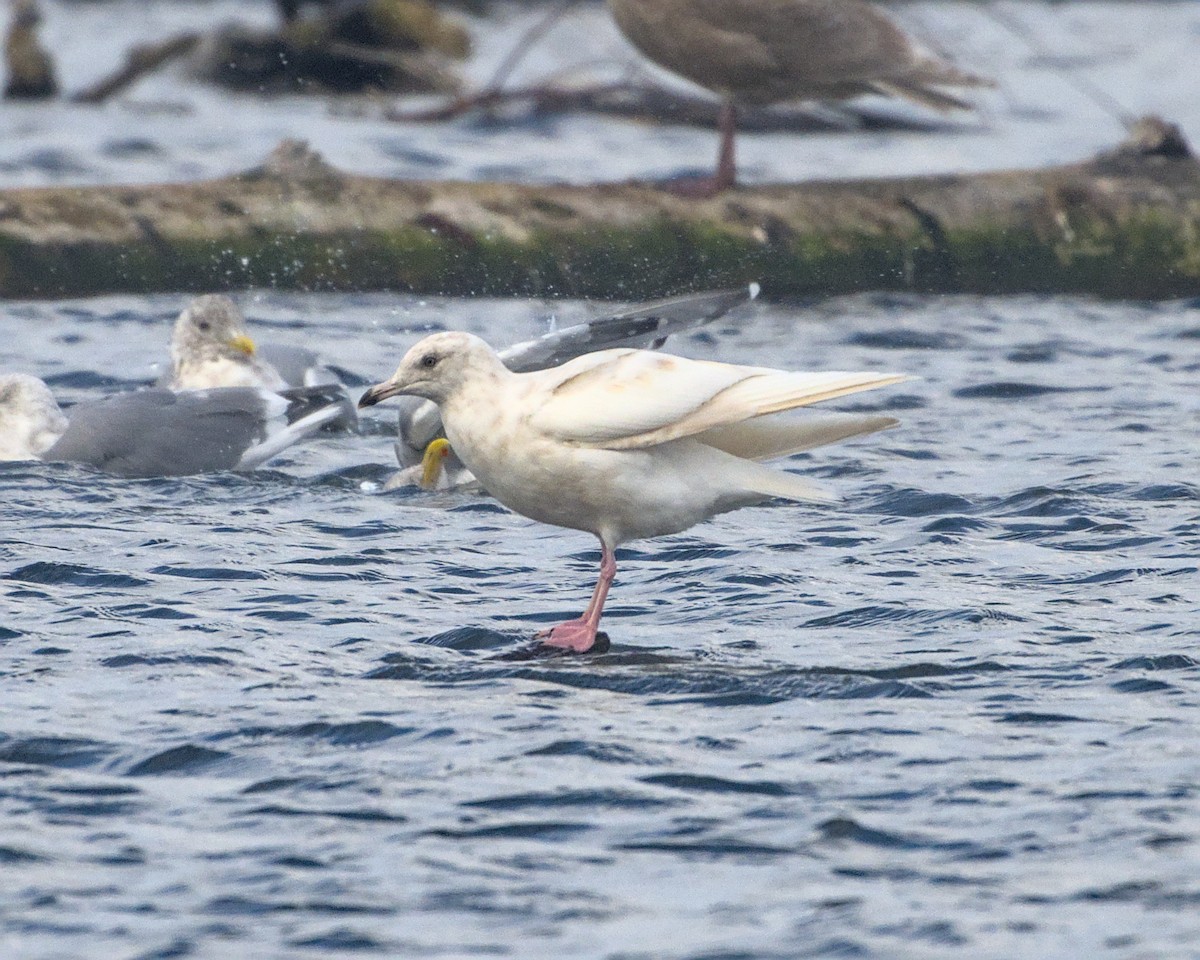gull sp. - ML643790674