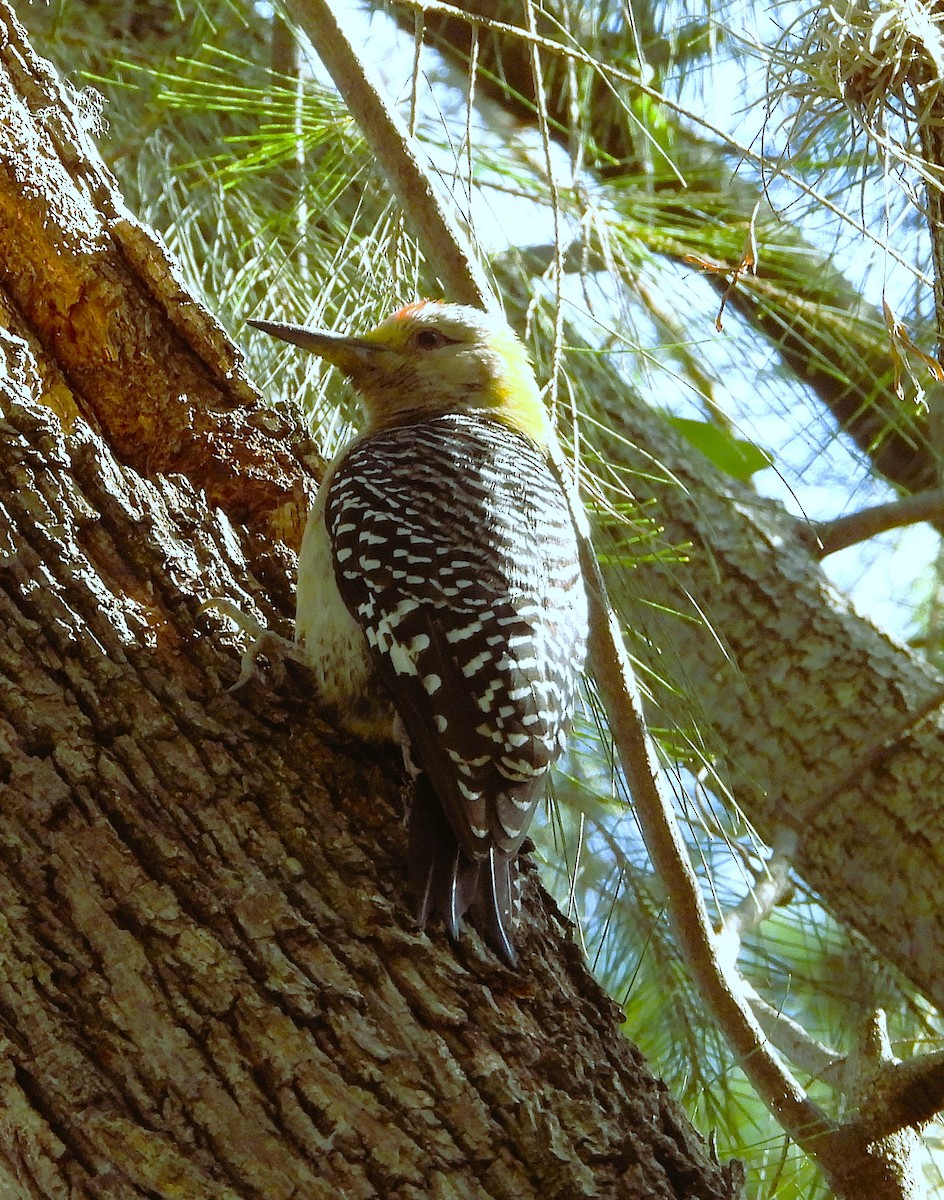 Golden-fronted Woodpecker - ML643790678