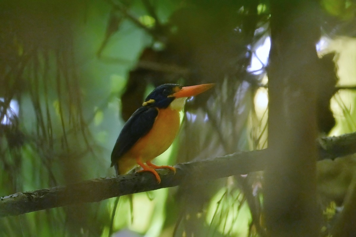 New Georgia Dwarf-Kingfisher - ML643790679