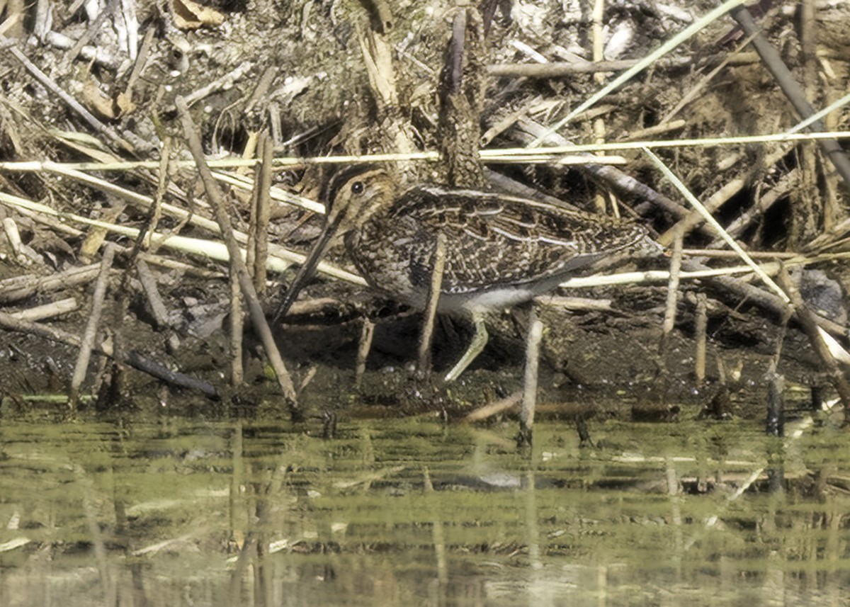 Wilson's Snipe - ML643790681