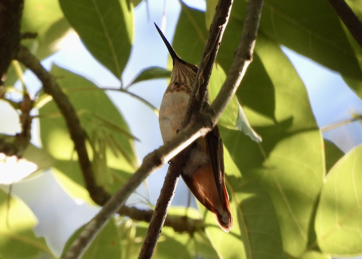 Rufous Hummingbird - ML643790688