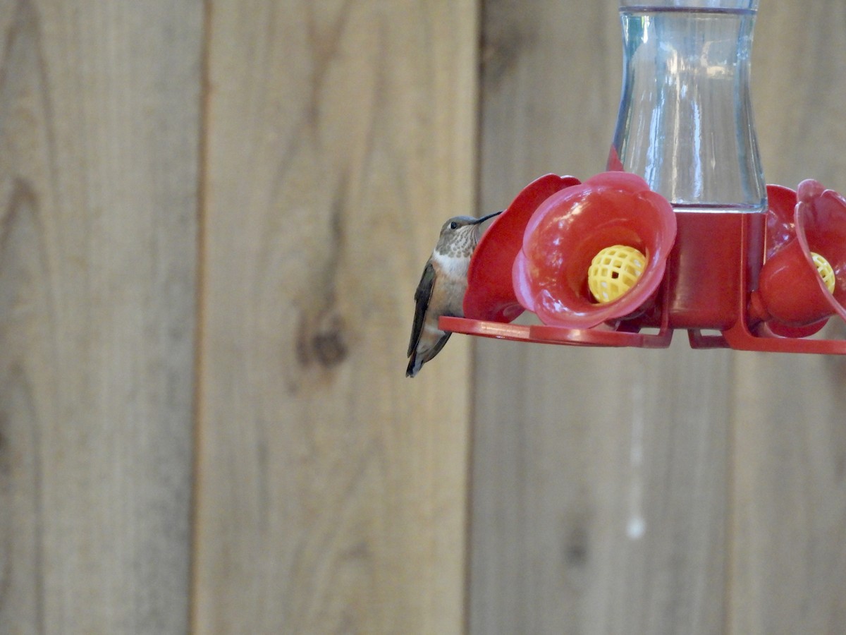 Rufous Hummingbird - ML643790689