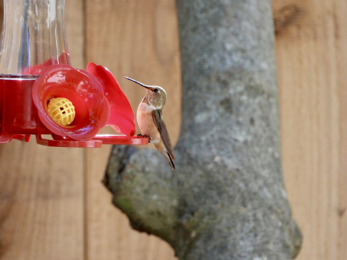 Rufous Hummingbird - ML643790690
