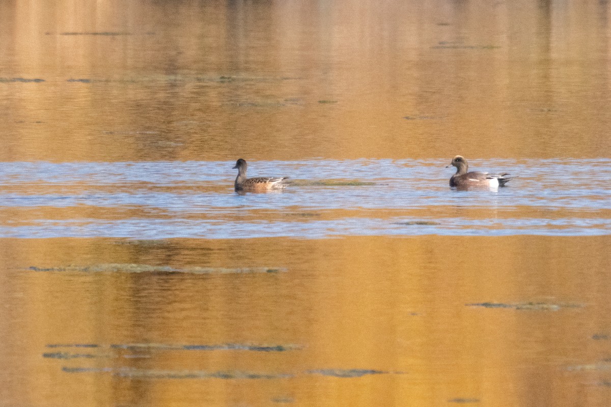 American Wigeon - ML643790691