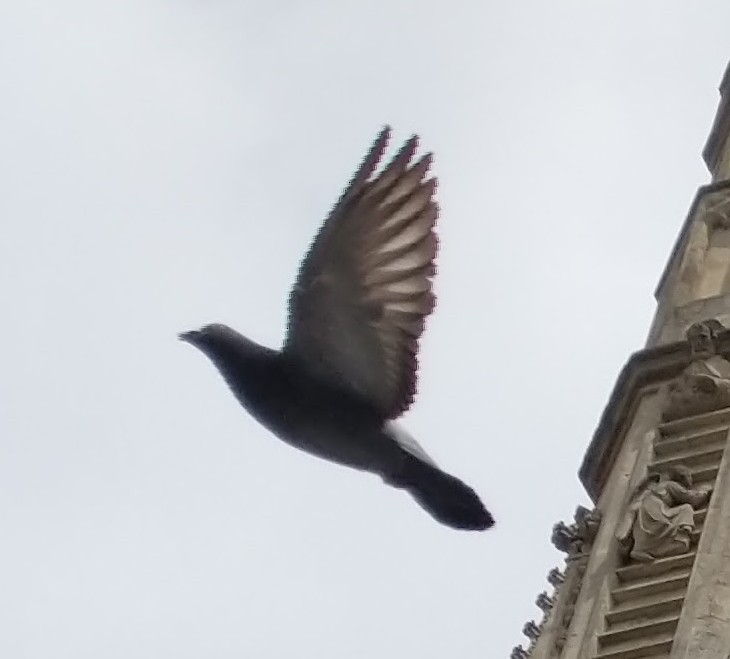 Rock Pigeon (Feral Pigeon) - ML643790696